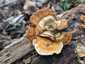 Bársonyos réteggomba (Stereum subtomentosum), Budai-hegység